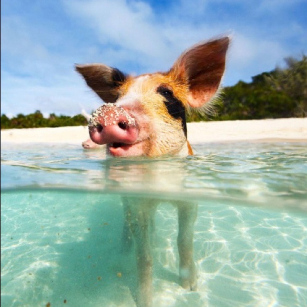 Meet your Posher, Piper